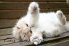 bicolor, persian, cream and white, female, CFA, kittens, thumbnail